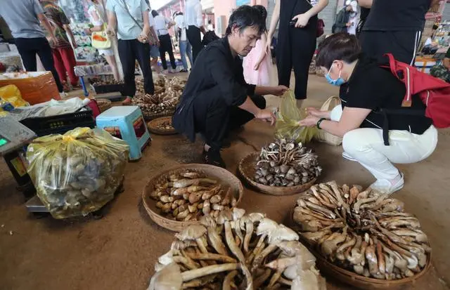 昆明“菌”可发财了，野生鸡枞菌卖到2000到2400一公斤