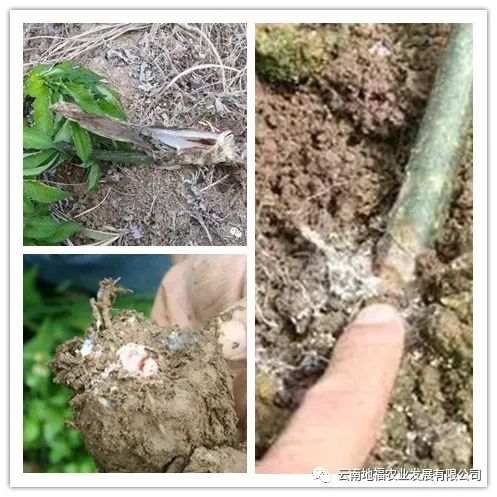 种植魔芋花技术与管理_花魔芋种植技术_魔芋花种子怎么种