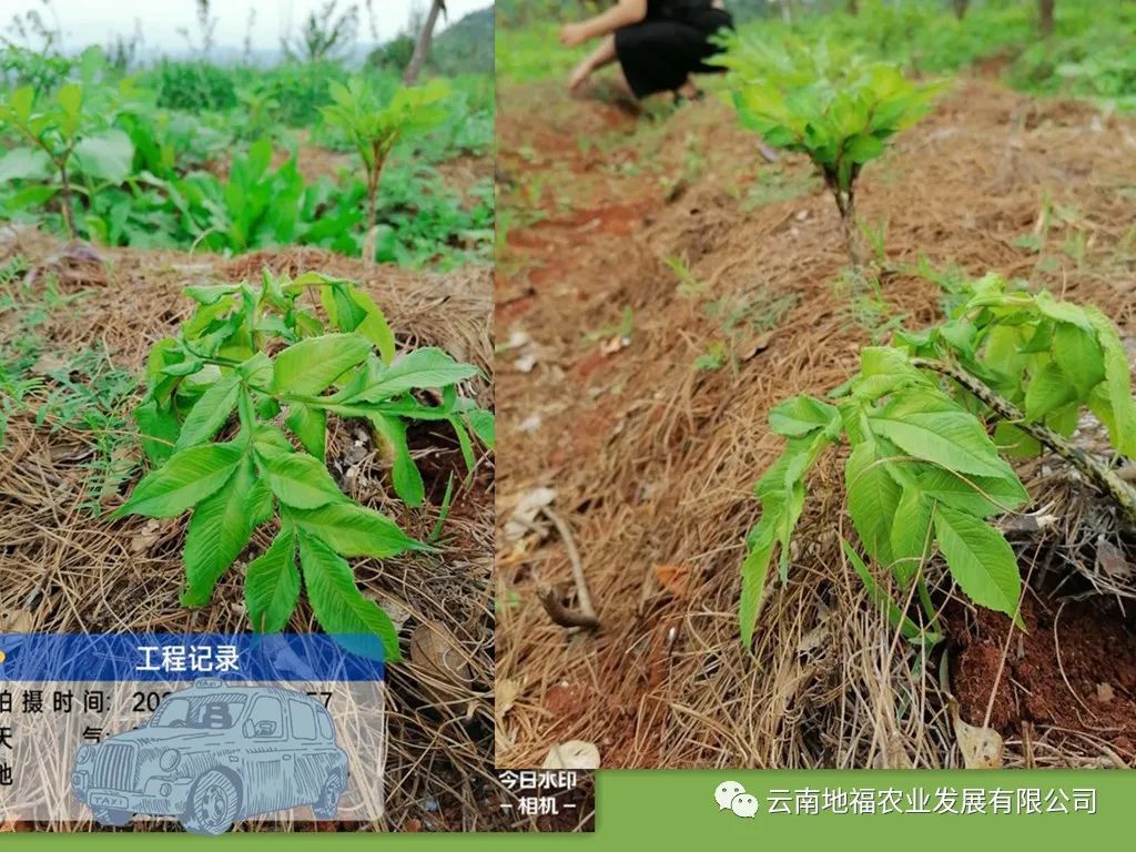 种植魔芋花技术与管理_魔芋花种子怎么种_花魔芋种植技术