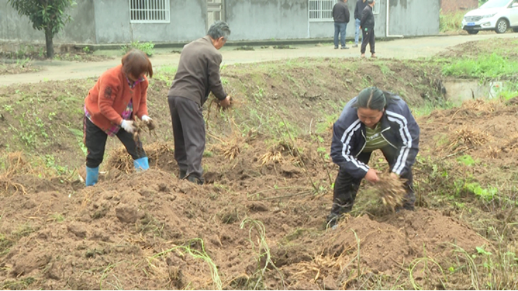 2020年射干种植前景和效益_湖北种植射干致富_射干种植方法及时间