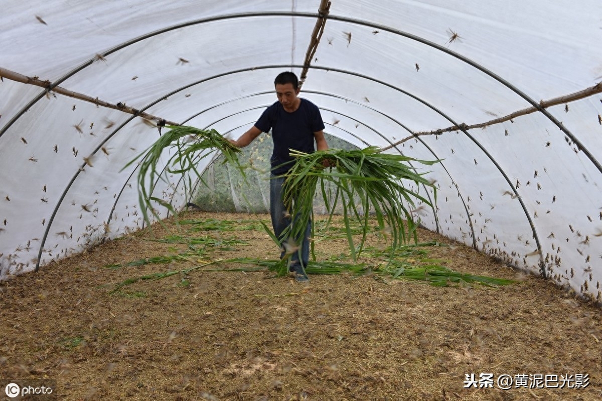 山东农民把“公认害虫”，养成“致富虫”，看啥情况