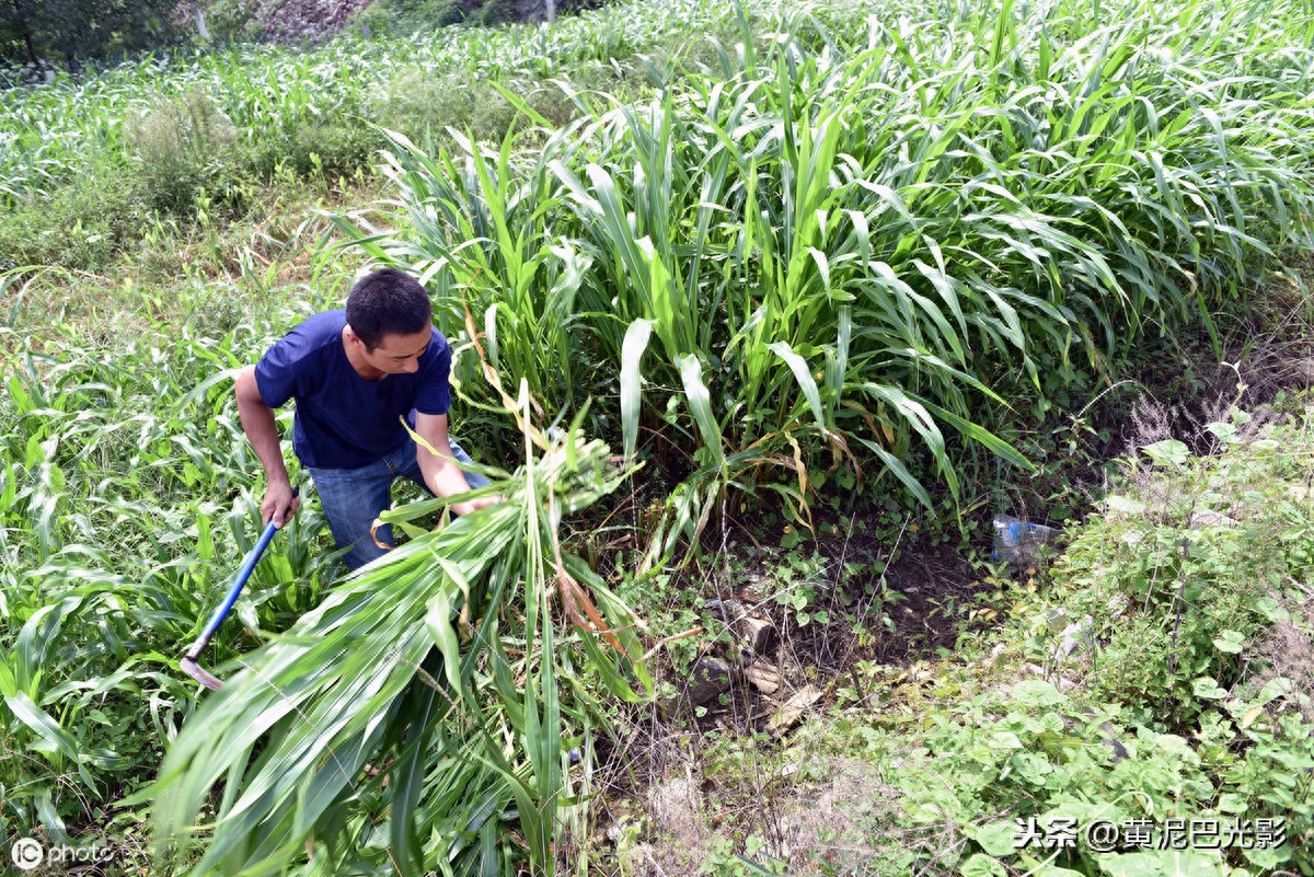 山东农民把“公认害虫”，养成“致富虫”，看啥情况