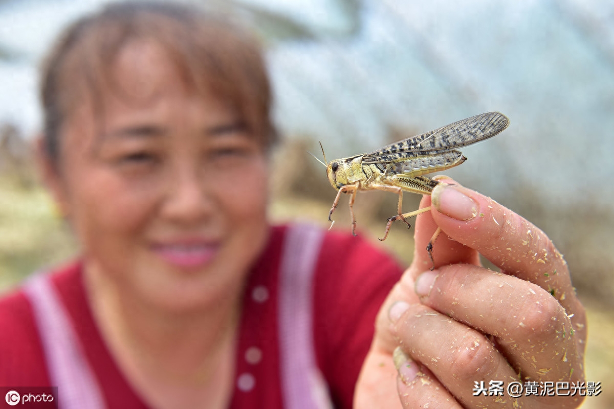 山东农民把“公认害虫”，养成“致富虫”，看啥情况