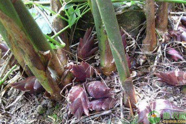 致富农作物_农民种植致富虫_养虫致富