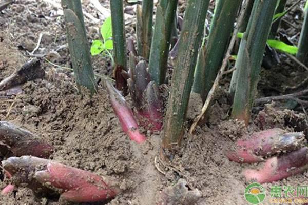 养虫致富_农民种植致富虫_致富农作物