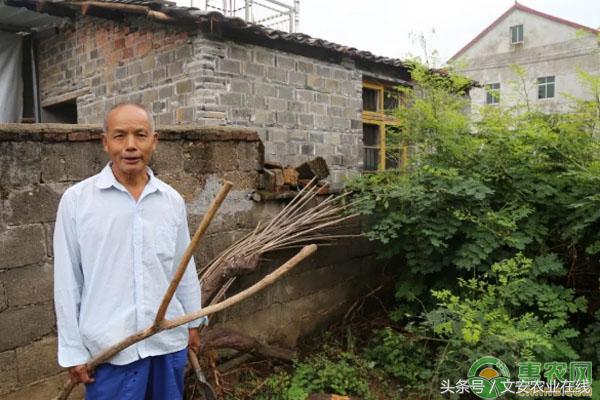 致富农作物_农民种植致富虫_养虫致富