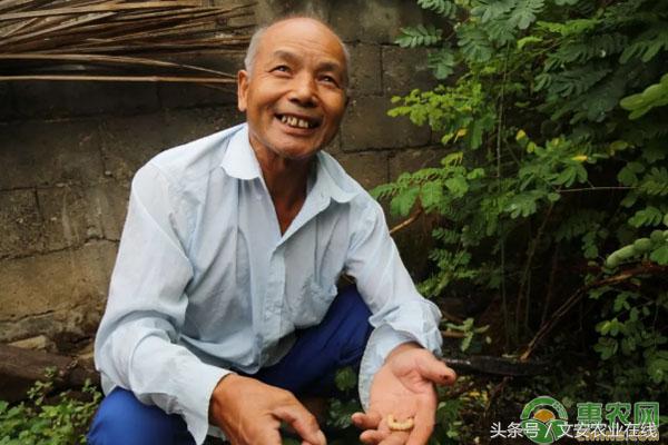 养虫致富_致富农作物_农民种植致富虫