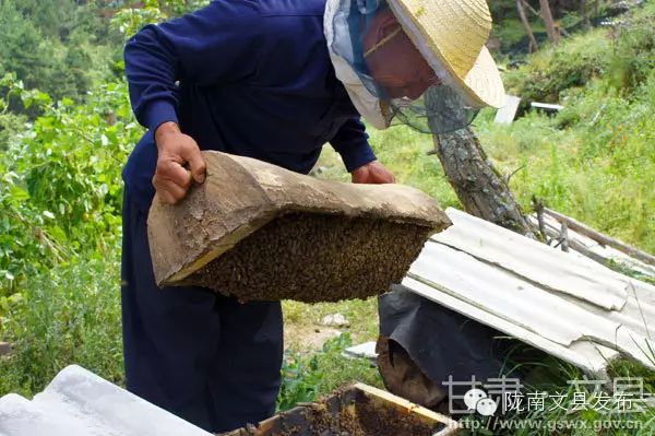 养殖蜜蜂致富_养蜜蜂致富经_蜜蜂致富养殖视频