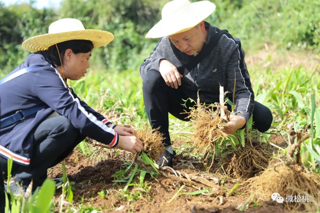 松桃：中药材成了“致富宝”