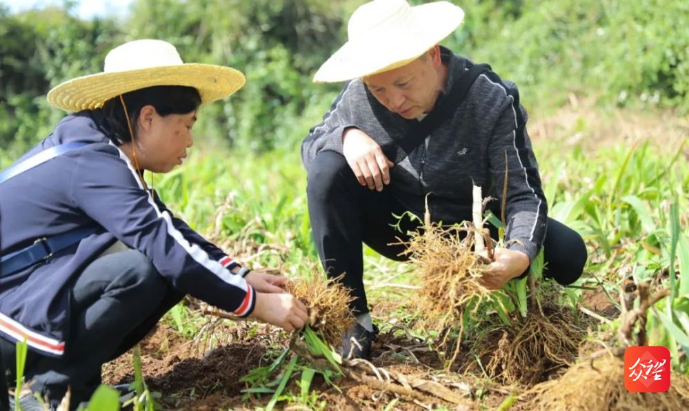 贵州松桃：90000亩中药材成了“致富宝”