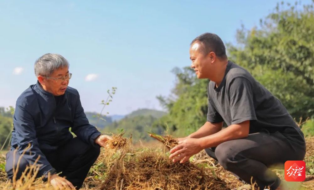 射干种植技术和栽培方法_湖北种植射干致富_射干种植技术及效益