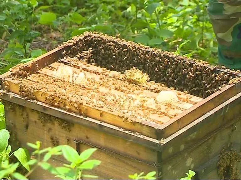 蜜蜂致富养殖方法_蜜蜂养殖项目_养殖蜜蜂致富