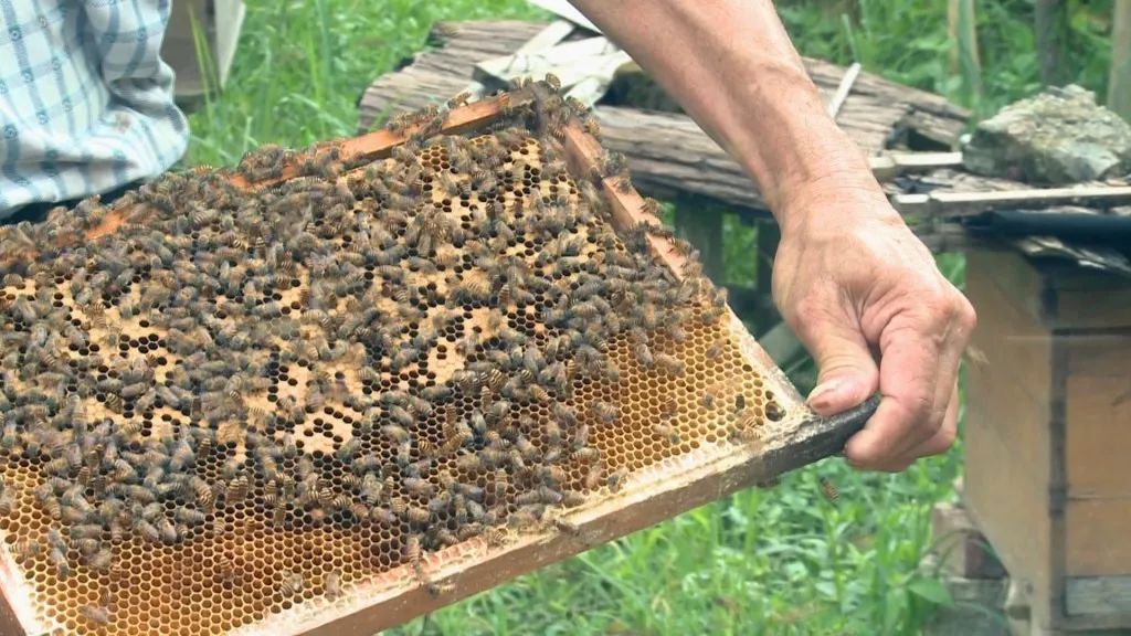 蜜蜂养殖项目_蜜蜂致富养殖方法_养殖蜜蜂致富