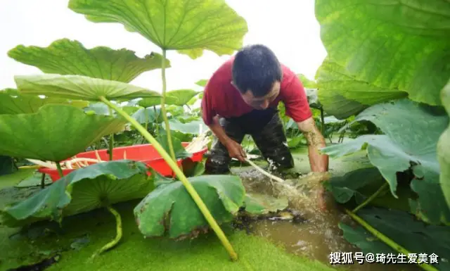 农村一种水生高产作物，80后小伙种植套养，现每亩纯收入3万元