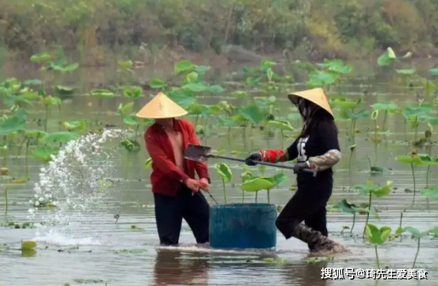 致富种植莲藕故事内容_致富种植莲藕故事简介_莲藕种植致富故事