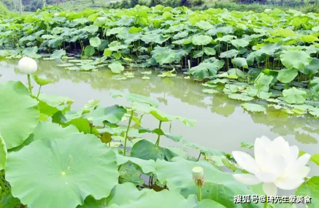 莲藕种植致富故事_致富种植莲藕故事简介_致富种植莲藕故事内容