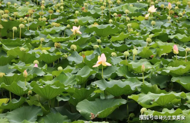 莲藕种植致富故事_致富种植莲藕故事简介_致富种植莲藕故事内容