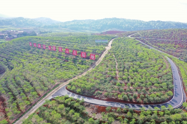 射干种植技术及效益_射干种植方法及时间_湖北种植射干致富