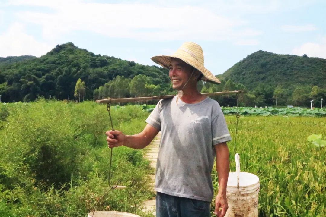 致富种植莲藕故事视频_莲藕种植致富故事_莲藕致富经