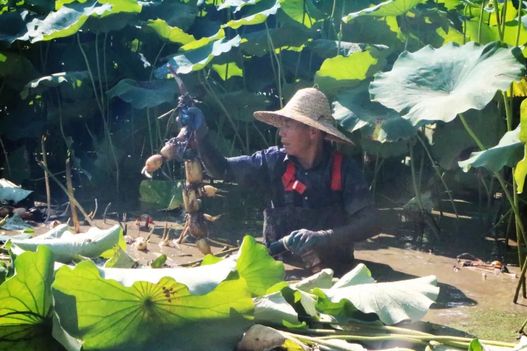 莲藕致富经_莲藕种植致富故事_致富种植莲藕故事视频