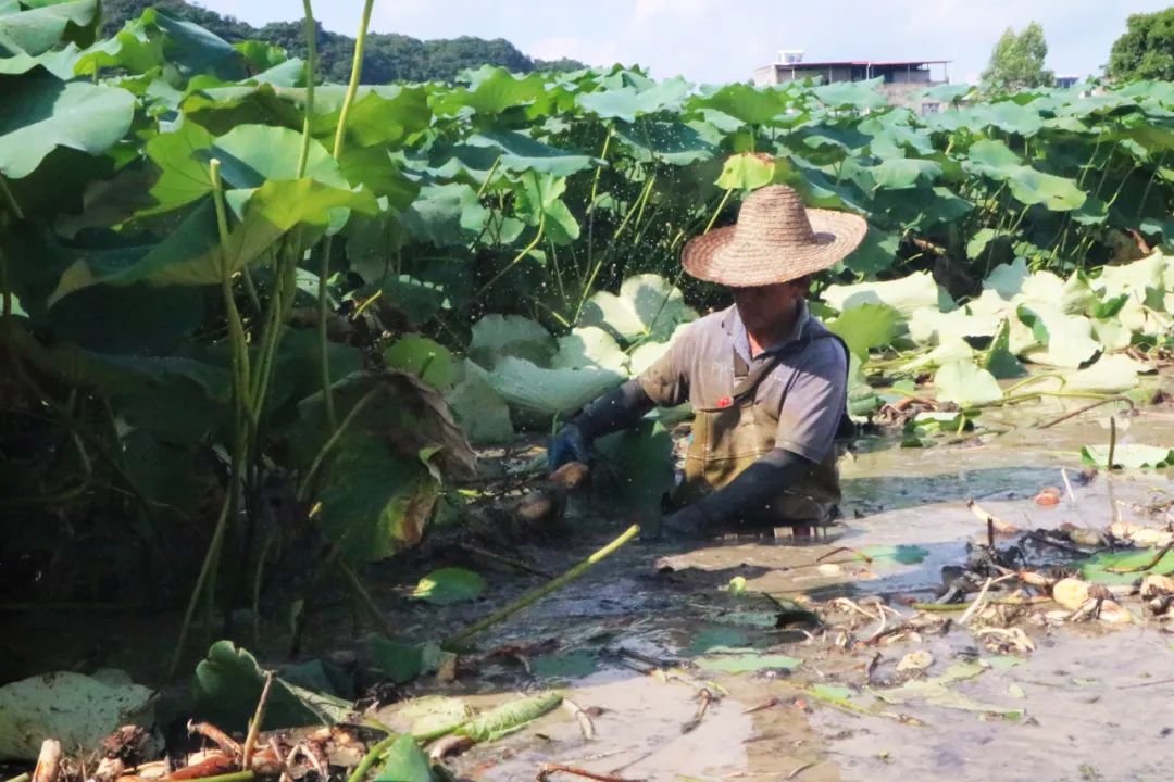 莲藕种植致富故事_莲藕致富经_致富种植莲藕故事视频