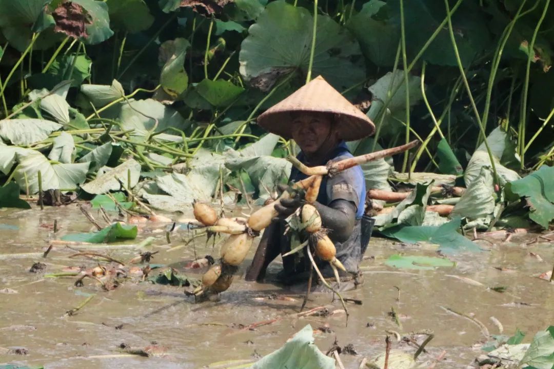 莲藕致富经_莲藕种植致富故事_致富种植莲藕故事视频