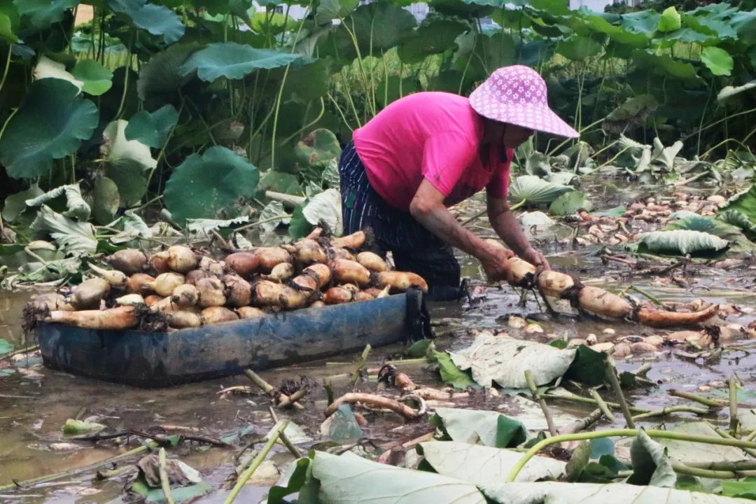 莲藕致富经_莲藕种植致富故事_致富种植莲藕故事视频