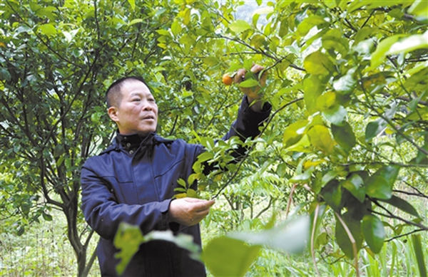 李荣光在弄拉屯察看果树生长情况。_副本.jpg