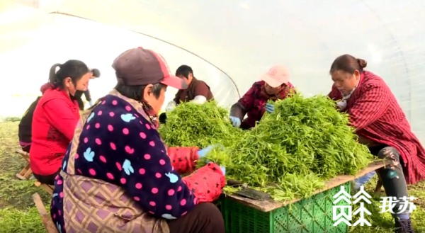 芦蒿怎么种出高产量_致富种植好芦蒿吗_种植芦蒿好致富