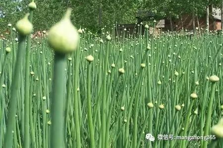 葱头的种植技术_如何种植葱头_家庭葱头种植技术