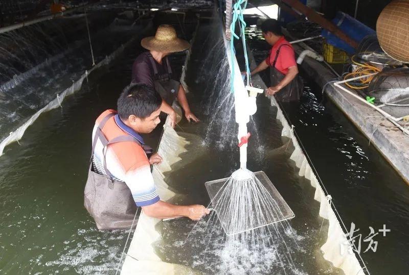 致富孵化人工鱼苗怎么样_致富孵化人工鱼苗图片_致富经人工孵化鱼苗