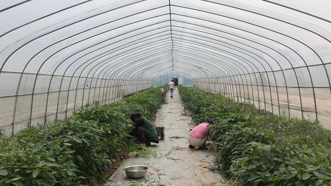 农业种植致富新路子图片_致富路有哪些项目_致富道路