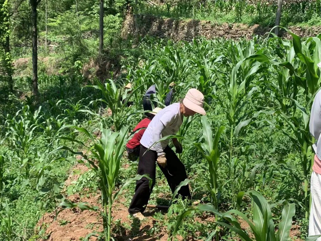 射干种植技术和栽培方法_2020年射干种植前景和效益_湖北种植射干致富