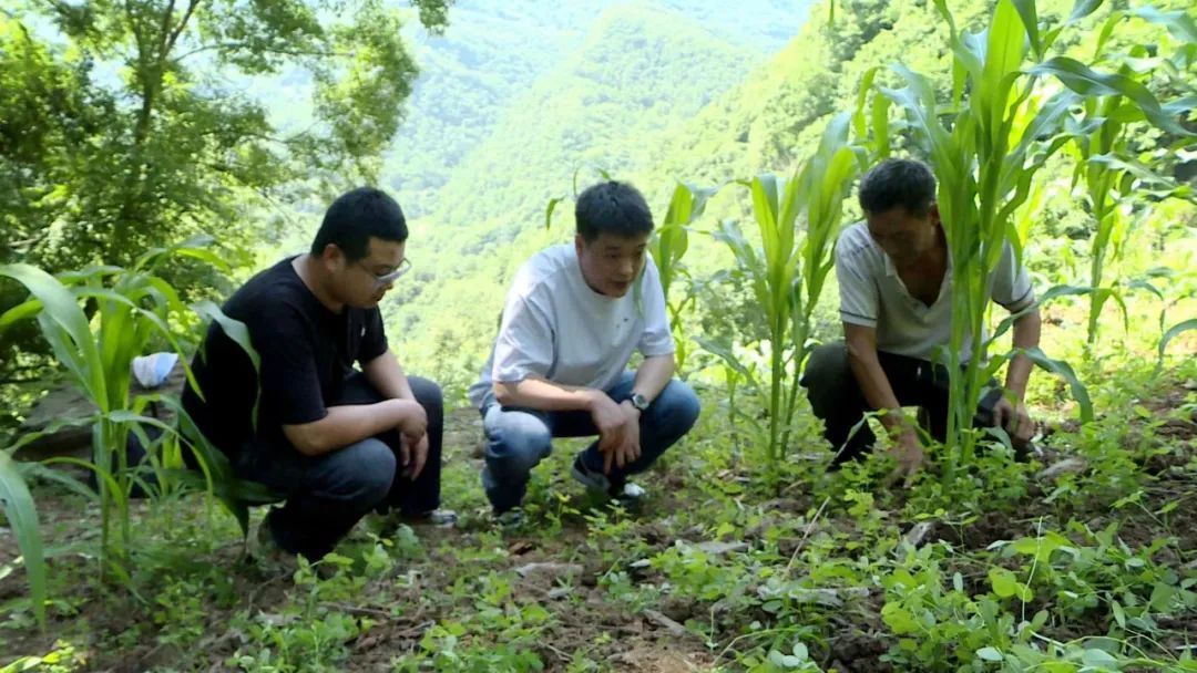 湖北种植射干致富_射干种植技术和栽培方法_2020年射干种植前景和效益