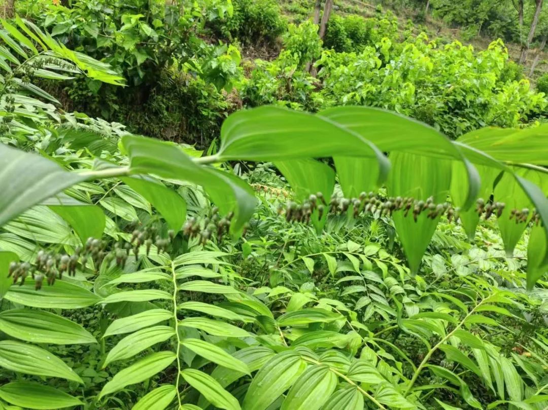 射干种植技术和栽培方法_2020年射干种植前景和效益_湖北种植射干致富