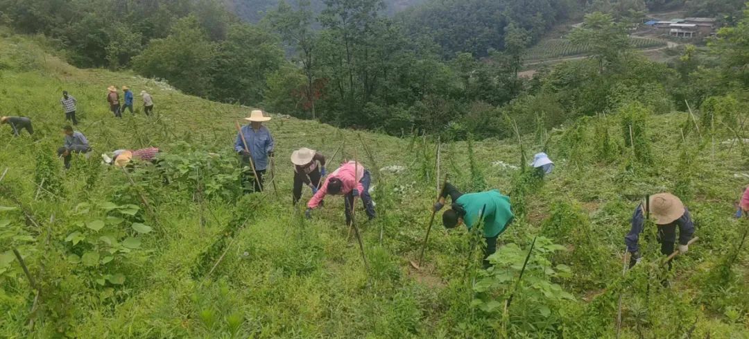 湖北种植射干致富_射干种植技术和栽培方法_2020年射干种植前景和效益