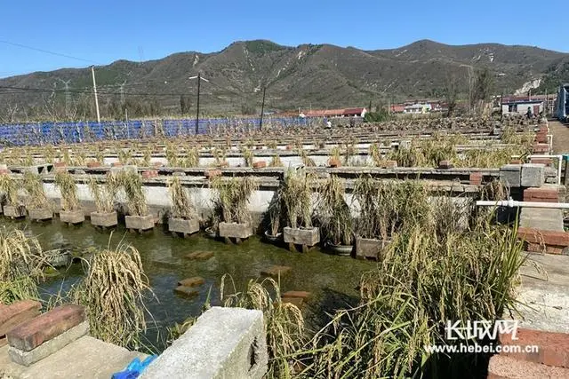 水蛭养殖致富人_水蛭养殖能赚钱吗_养殖水蛭的作用