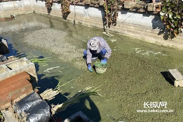 水蛭养殖致富人_水蛭养殖能赚钱吗_养殖水蛭的作用