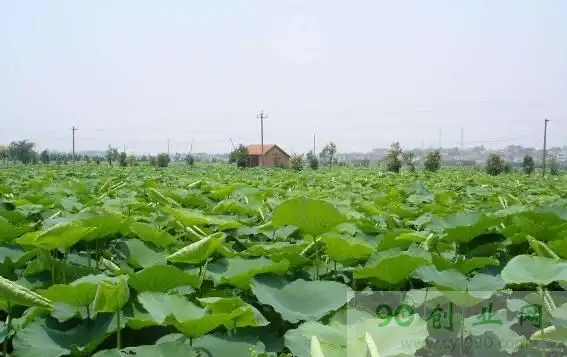 张志龙种植“磨盘莲”致富，念活莲藕种植经