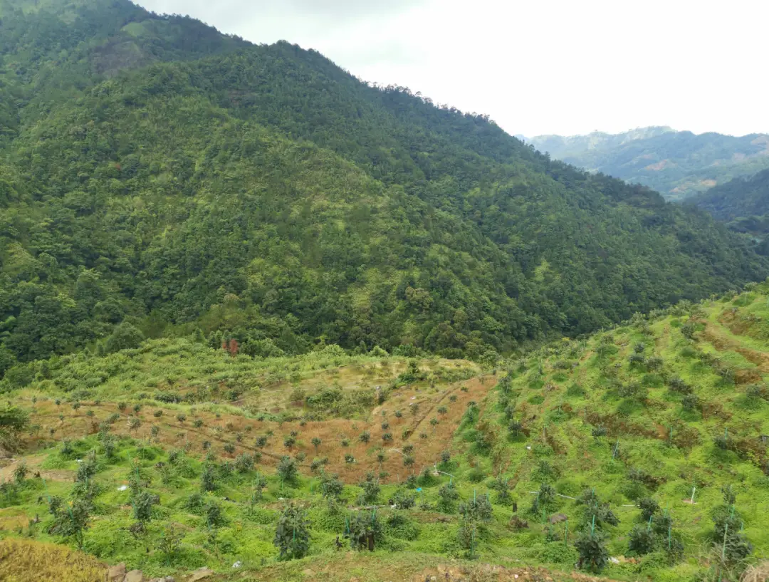 信宜种植什么致富_信宜适合种植什么呢_信宜市农耕生态种植基地