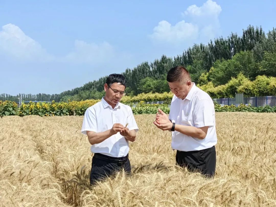 北方葡萄的种植方法和技术视频_北方葡萄养殖技术视频_北方温室葡萄种植视频