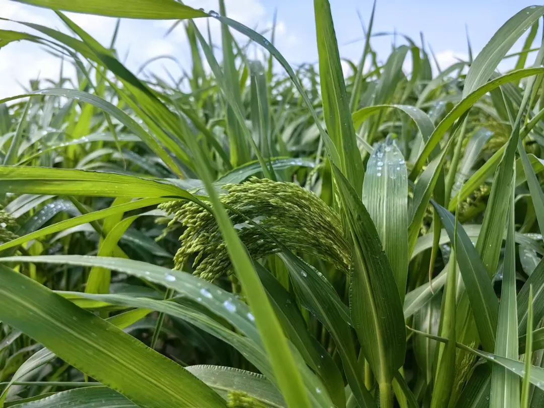 北方温室葡萄种植视频_北方葡萄的种植方法和技术视频_北方葡萄养殖技术视频