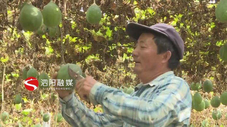 瓜蒌种植骗局_致富经瓜蒌_瓜蒌致富经视频