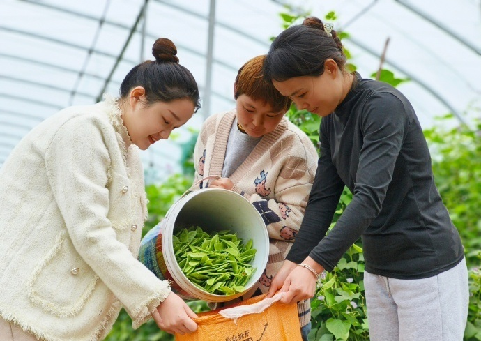 种植扁豆致富_致富种植扁豆图片_致富种植扁豆怎么样