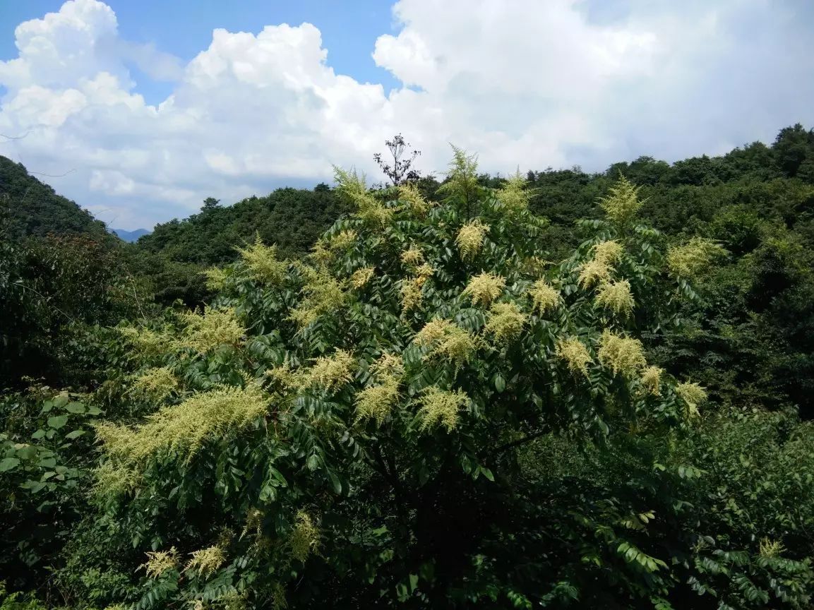 圆桶养蜂技术教程_养蜜蜂的桶_传统圆桶蜜蜂养殖技术