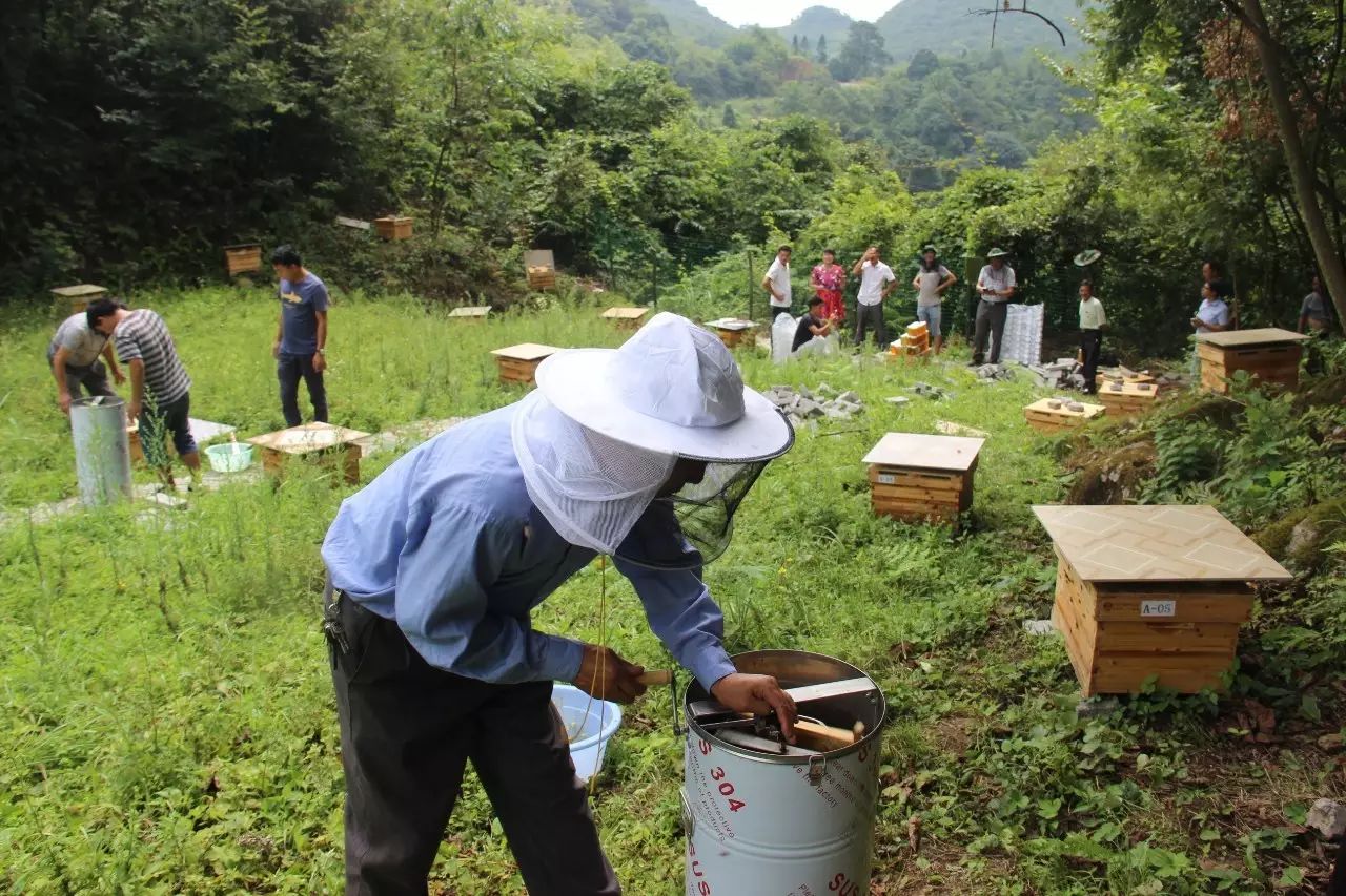 圆桶养蜂技术教程_养蜜蜂的桶_传统圆桶蜜蜂养殖技术