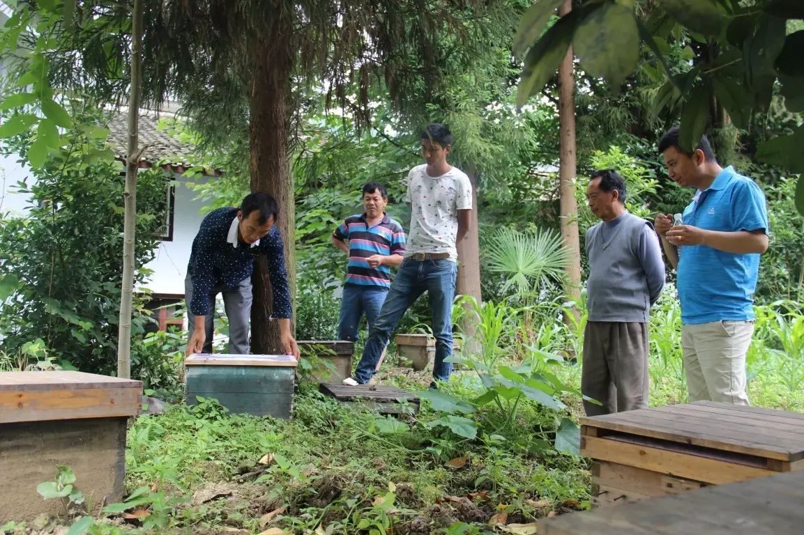 传统圆桶蜜蜂养殖技术_养蜜蜂的桶_圆桶养蜂技术教程