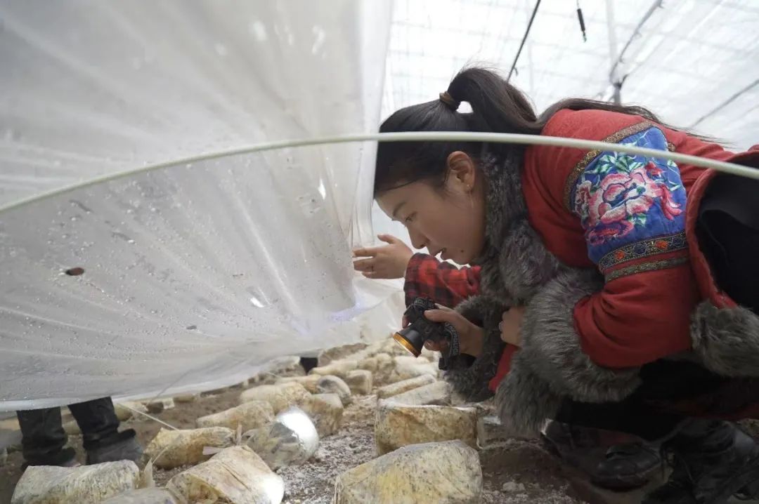 野生菌价钱_致富经野生菌_野生菌种植基地