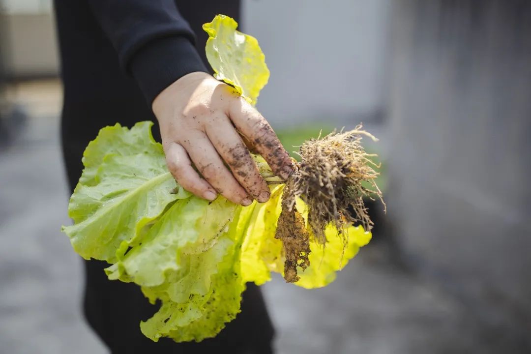 露天反季节果桑种植视频_露天桑椹的种植技术_露天桑葚什么时候成熟