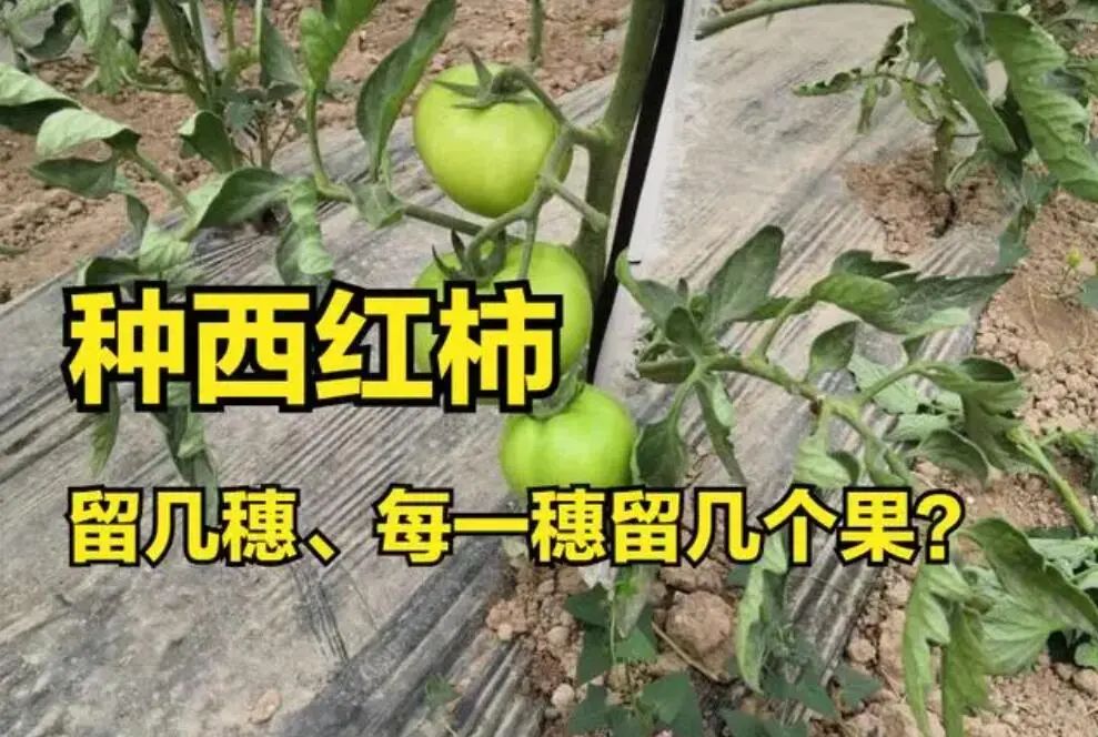 西红柿春季种植技术_西红柿种植方案_春西红柿的种植技术